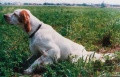 Setter Anglais RADENTIS GIAN Setter Anglais RADENTIS GIAN